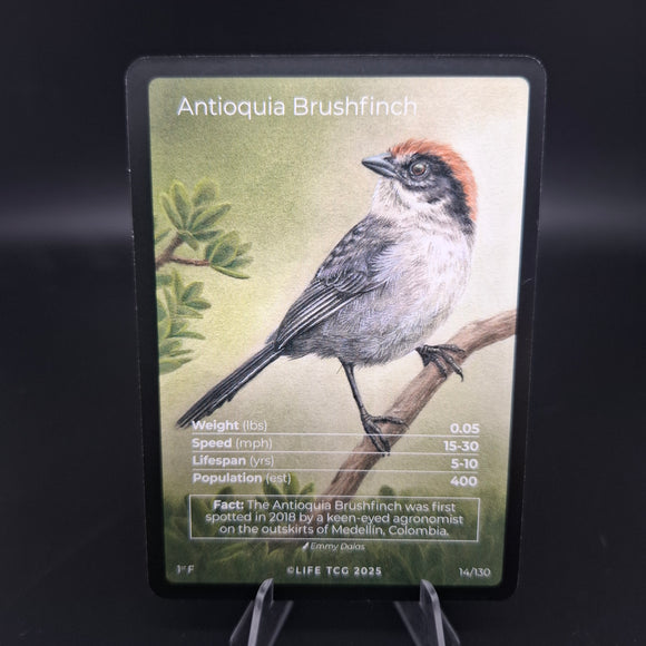Life Tcg Birds : Antioquia Brushfinch FA 14/130 Pop 40 !